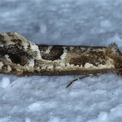 Moerarchis inconcisella (A tineid moth) at Bulli, NSW - 6 Oct 2024 by jb2602