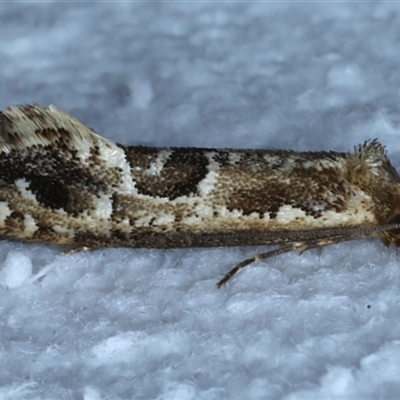 Moerarchis inconcisella (A tineid moth) at Bulli, NSW - 6 Oct 2024 by jb2602