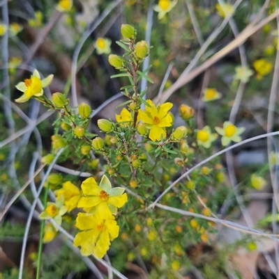 Hibbertia calycina (Lesser Guinea-flower) at Aranda, ACT - 8 Oct 2024 by WalkYonder