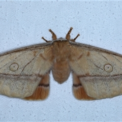 Opodiphthera helena (Helena Gum Moth) at Bulli, NSW - 6 Oct 2024 by jb2602