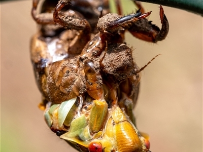 Cyclochila australasiae (Greengrocer, Yellow Monday, Masked devil) at Penrose, NSW - 5 Oct 2024 by Aussiegall