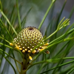 Isopogon anethifolius at Penrose, NSW - 5 Oct 2024 by Aussiegall