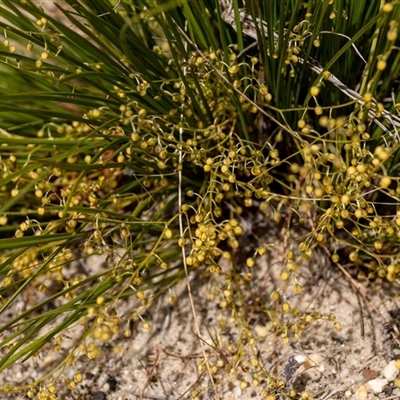 Lomandra gracilis by Aussiegall