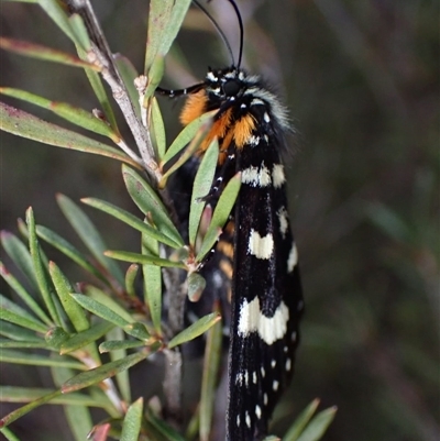 Phalaenoides tristifica (Willow-herb Day-moth) at Bungendore, NSW - 6 Oct 2024 by clarehoneydove