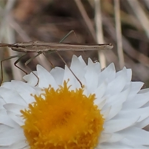 Mutusca brevicornis at Bungendore, NSW - 8 Oct 2024