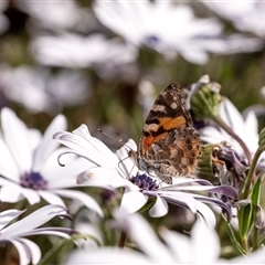 Vanessa kershawi (Australian Painted Lady) at Penrose, NSW - 5 Oct 2024 by Aussiegall