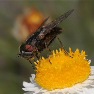 Dasybasis sp. (genus) at Yarralumla, ACT - 2 Oct 2024