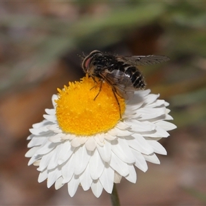 Dasybasis sp. (genus) at Yarralumla, ACT - 2 Oct 2024