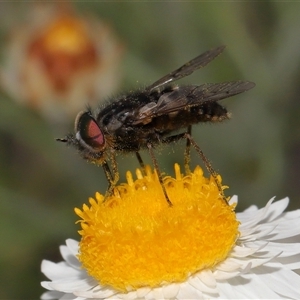 Dasybasis sp. (genus) at Yarralumla, ACT - 2 Oct 2024