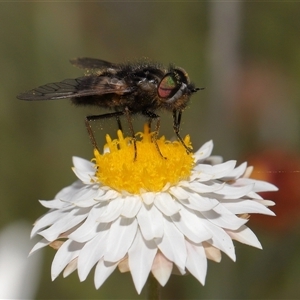 Tabanidae (family) at Yarralumla, ACT - 2 Oct 2024