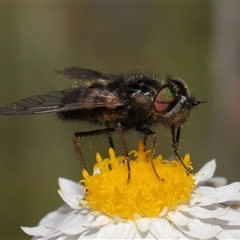 Tabanidae (family) at Yarralumla, ACT - 2 Oct 2024