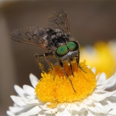 Dasybasis sp. (genus) (A march fly) at Yarralumla, ACT - 2 Oct 2024 by TimL