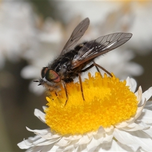 Dasybasis sp. (genus) at Yarralumla, ACT - 2 Oct 2024