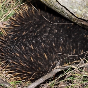 Tachyglossus aculeatus at Throsby, ACT - 20 Aug 2024 02:25 PM