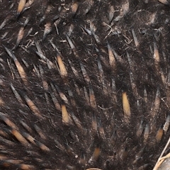 Tachyglossus aculeatus at Throsby, ACT - 20 Aug 2024 02:25 PM