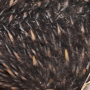 Tachyglossus aculeatus at Throsby, ACT - 20 Aug 2024 02:25 PM