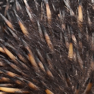 Tachyglossus aculeatus at Throsby, ACT - 20 Aug 2024 02:25 PM