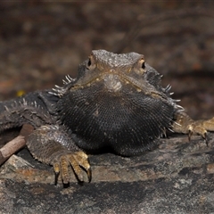Pogona barbata at Acton, ACT - suppressed