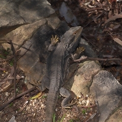 Pogona barbata at Acton, ACT - suppressed