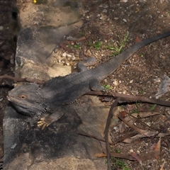 Pogona barbata at Acton, ACT - suppressed