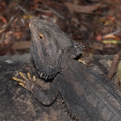 Pogona barbata at Acton, ACT - suppressed