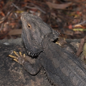 Pogona barbata at Acton, ACT - suppressed