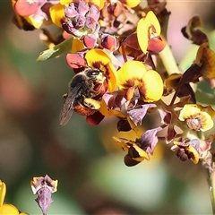 Unidentified Bee (Hymenoptera, Apiformes) at Wodonga, VIC - 8 Oct 2024 by KylieWaldon