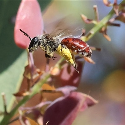 Unidentified Bee (Hymenoptera, Apiformes) at Wodonga, VIC - 8 Oct 2024 by KylieWaldon