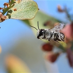 Unidentified Bee (Hymenoptera, Apiformes) at Wodonga, VIC - 8 Oct 2024 by KylieWaldon