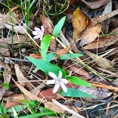 Schelhammera undulata (Lilac Lily) at Basin View, NSW - 8 Oct 2024 by plants