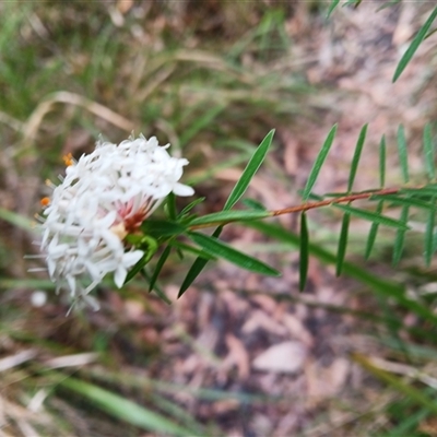 Pimelea linifolia (Slender Rice Flower) at Basin View, NSW - 8 Oct 2024 by plants