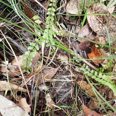 Lindsaea linearis (Screw Fern) at Basin View, NSW - 8 Oct 2024 by plants