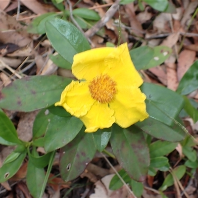 Hibbertia scandens (Climbing Guinea Flower) at Basin View, NSW - 8 Oct 2024 by plants