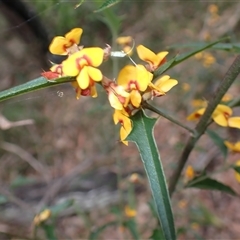 Podolobium ilicifolium (prickly shaggy-pea) at Basin View, NSW - 8 Oct 2024 by plants