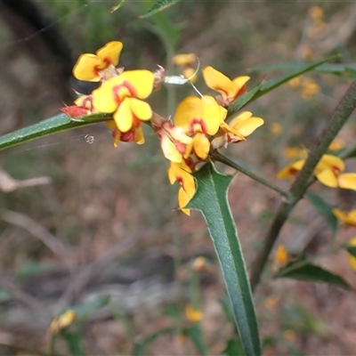 Podolobium ilicifolium (prickly shaggy-pea) at Basin View, NSW - 8 Oct 2024 by plants