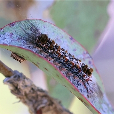 Euproctis baliolalis at Wodonga, VIC - 8 Oct 2024 by KylieWaldon