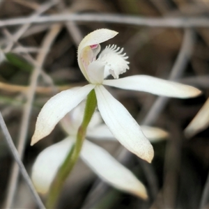 Caladenia dimorpha at Captains Flat, NSW - 8 Oct 2024