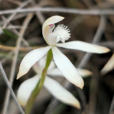 Caladenia dimorpha (Spicy Caps) at Captains Flat, NSW - 8 Oct 2024 by Csteele4