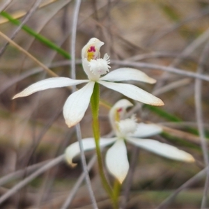 Caladenia dimorpha at Captains Flat, NSW - 8 Oct 2024