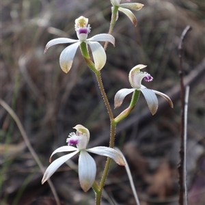 Caladenia dimorpha at Captains Flat, NSW - 8 Oct 2024