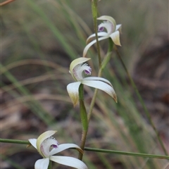 Caladenia dimorpha at Captains Flat, NSW - 8 Oct 2024