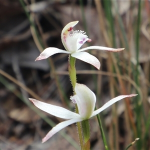 Caladenia dimorpha at Captains Flat, NSW - 8 Oct 2024