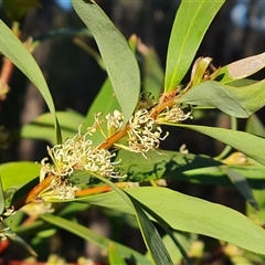 Hakea salicifolia subsp. salicifolia (Willow-leaved Hakea) at Isaacs, ACT - 9 Oct 2024 by Mike