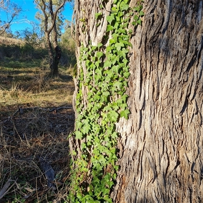 Hedera hibernica (Ivy) at Isaacs, ACT - 8 Oct 2024 by Mike