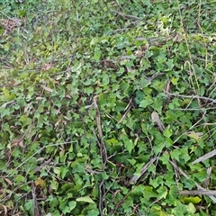 Hedera hibernica at Isaacs, ACT - 9 Oct 2024 07:41 AM