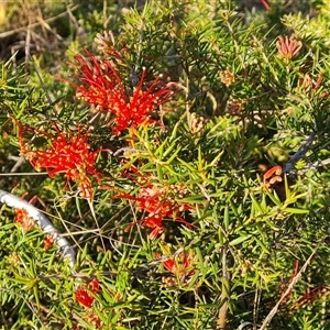 Grevillea juniperina at O'Malley, ACT - 9 Oct 2024 07:29 AM