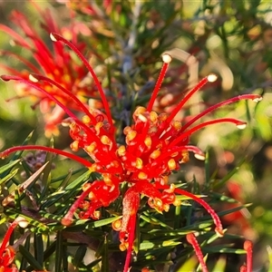 Grevillea juniperina at O'Malley, ACT - 9 Oct 2024 07:29 AM