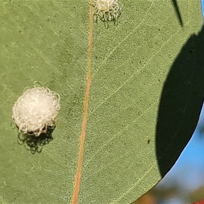 Glycaspis sp. (genus) (Unidentified sugary lerp) at O'Malley, ACT - 8 Oct 2024 by Mike