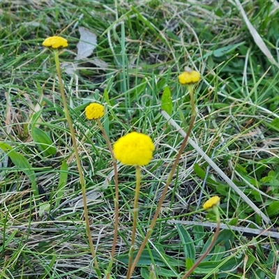 Craspedia variabilis (Common Billy Buttons) at O'Malley, ACT - 9 Oct 2024 by Mike