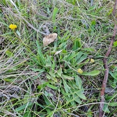 Craspedia variabilis at O'Malley, ACT - suppressed